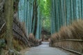 Early morning scene at Sagano Arashiyama Bamboo forest Ã¥ÂµÂ¯Ã¥Â³Â¨Ã©â¡Å½Ã§Â«Â¹Ã¦Å¾â. Royalty Free Stock Photo